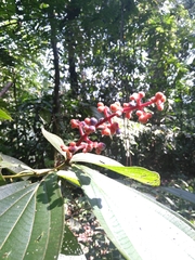 Miconia nervosa