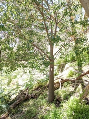 Brachychiton populneus populneus