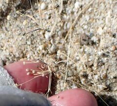 Hypertelis umbellata