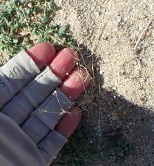 Hypertelis umbellata