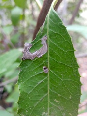 Stigmella heteromelis