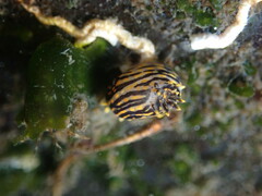 Polycera atra