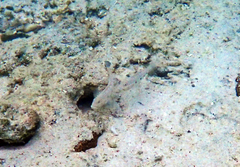 Valenciennea longipinnis