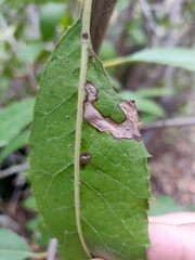 Stigmella heteromelis