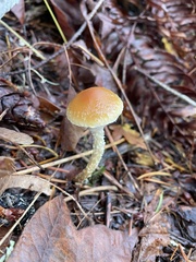 Leratiomyces squamosus