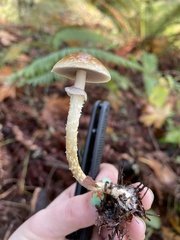Leratiomyces squamosus