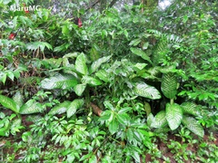 Dieffenbachia seguine