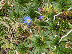 Thamnolia vermicularis