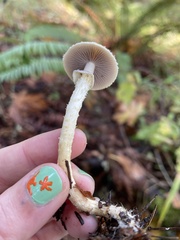 Leratiomyces squamosus