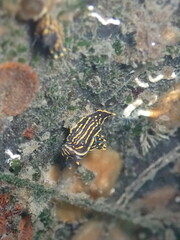 Polycera atra