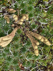 Phlegmariurus crassus