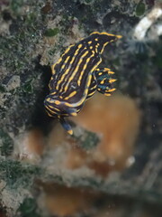 Polycera atra