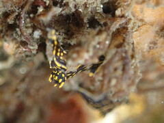 Polycera atra