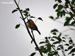 Pachyramphus aglaiae