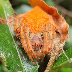 Hortophora