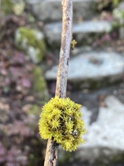 Orthotrichaceae