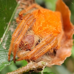 Hortophora