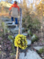 Orthotrichaceae