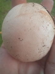 Calvatia