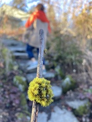 Orthotrichaceae