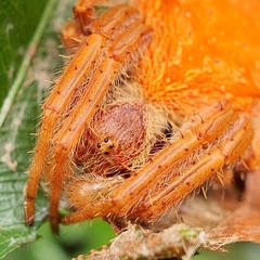 Hortophora