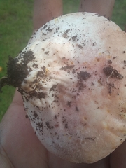 Calvatia