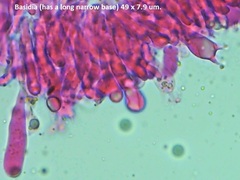 Radulomyces confluens