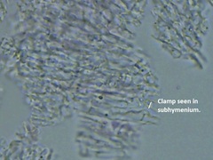 Radulomyces confluens