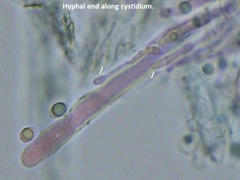 Radulomyces confluens