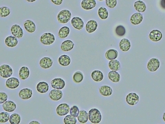 Radulomyces confluens