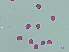 Radulomyces confluens