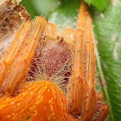 Hortophora