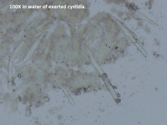 Radulomyces confluens