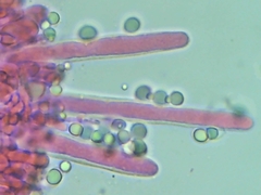 Radulomyces confluens