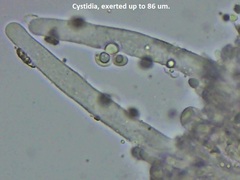 Radulomyces confluens