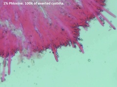 Radulomyces confluens