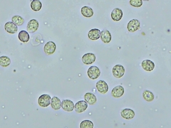 Radulomyces confluens