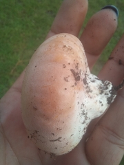 Calvatia