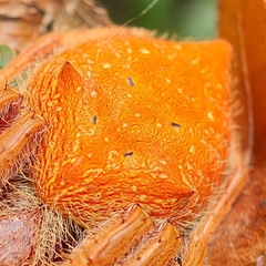 Hortophora