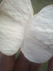 Calvatia