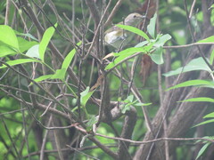 Vireo griseus
