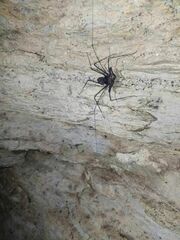 Phrynus operculatus