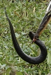 Siren intermedia