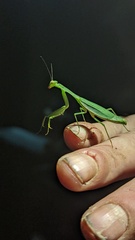 Stagmomantis fraterna