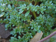 Pilea microphylla image