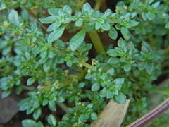 Pilea microphylla