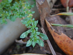 Pilea microphylla
