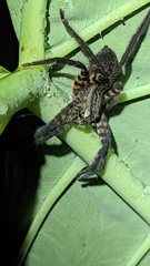 Cupiennius salei
