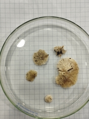 Entoloma sericellum