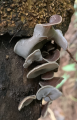 Auricularia polytricha